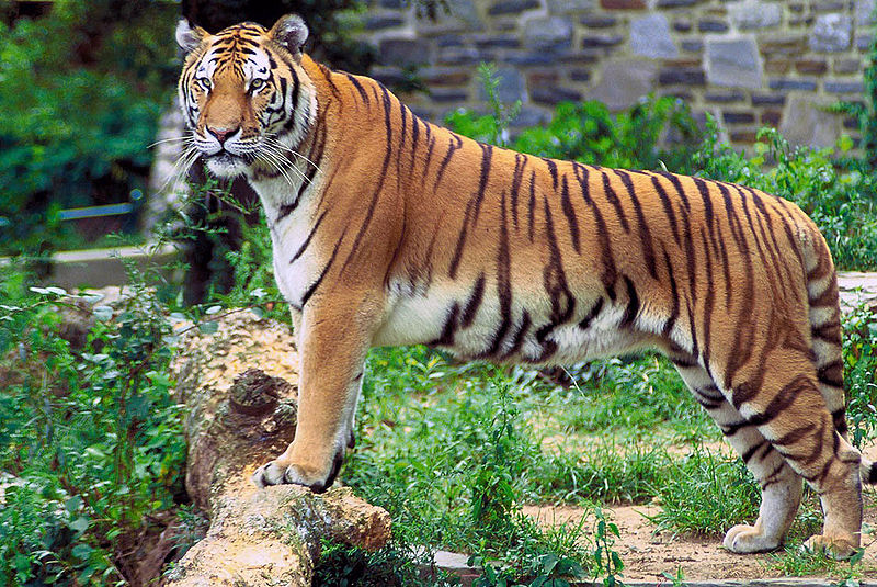 Panthera_tigris