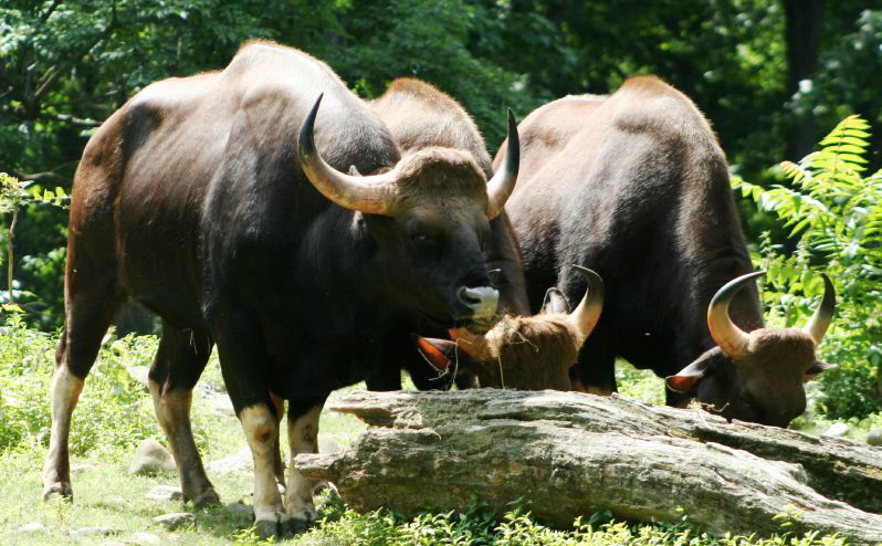 Gaur at Tamil Nadu Gaur at Tamil Nadu