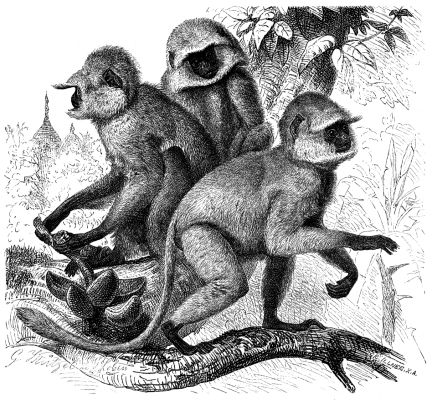 Hulman_semnopithecus