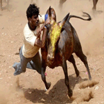 JALLIKATU BULL FIGHT