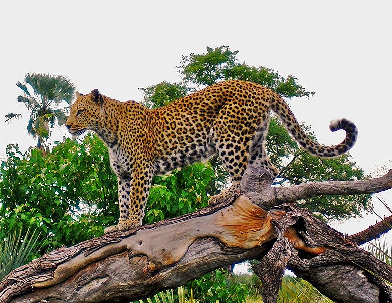 Leopard-of-Tamil-Nadu 