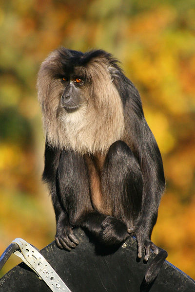 Lion Tailed Macaque at Tamil Nadu
