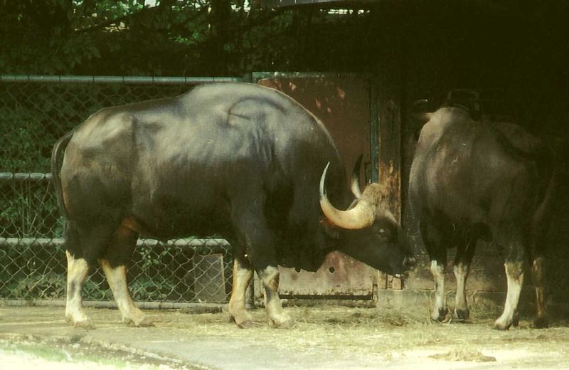 Manjampatti White Bison at Tamil Nadu