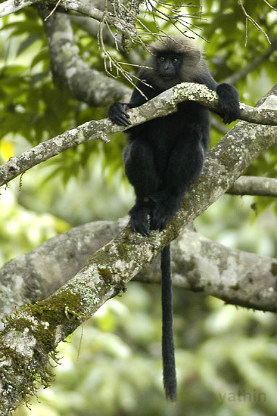 Nilgiri_langur