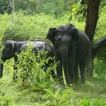 elephant